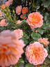 京悠雨果汁陽(yáng)臺(tái)月季盆栽四季開(kāi)花卉玫瑰鮮花帶花苞陽(yáng)臺(tái)爬藤植物薔薇花苗 果汁陽(yáng)臺(tái)15cm 含盆 曬單實(shí)拍圖