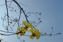 富士/Fujifilm X100V X100VI 數(shù)碼相機復(fù)古定焦文藝旁軸 便攜掃街 二手微單相機 富士X100S 9新 曬單實拍圖