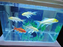 最萌魚(yú)缸2025客廳新款生財魚(yú)缸亞克力水草植物造景生態(tài)循環(huán)過(guò)濾烏龜缸 50X30X35cm（白色帶蓋豪華套餐） 曬單實(shí)拍圖