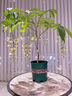 盆栽帶花苞室內(nèi)陽臺四季開花植物茉莉垂絲海棠好養(yǎng)綠植物 【垂絲茉莉辦公室清新綠植】兩年中苗 曬單實拍圖