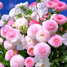 美外小雛菊花種子彩虹糖果菊花翠菊種籽孑易活四季播種開(kāi)花室內 粉色雛菊200粒+肥 曬單實(shí)拍圖