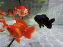 老漁匠魚缸燈水草燈專用照明全光譜LED筒燈魚缸爆藻燈WRGB原生溪流燈 35W亮度可調(diào)【含支架】適用50cm內(nèi)缸 曬單實拍圖
