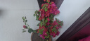 三角梅盆栽花苗四季開(kāi)花 重瓣爬藤庭院攀援植物陽(yáng)臺花卉樹(shù)苗盆景 三角梅中國紅大苗（不含盆） 曬單實(shí)拍圖