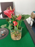 愛(ài)你一萬(wàn)年竹柏水培綠植驅(qū)蚊竹辦公室內(nèi)花卉綠植四季好養(yǎng)白掌水培紅掌盆栽 【熱賣(mài)】特級(jí)紅掌 【U型玻璃瓶】 曬單實(shí)拍圖