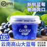 藍莓luckycup小懶杯裝云南高山生態(tài)藍莓寶寶幸運酸甜花香順豐藍梅 6盒 18mm及以上（順豐空運 曬單實拍圖