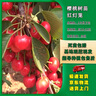 嫣藍車(chē)厘子樹(shù)苗大櫻桃苗盆地栽果樹(shù)苗紅燈籠苗0.6-1公分粗1棵源頭直發(fā) 曬單實(shí)拍圖