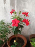 扶?；ㄅ柙灾匕陰Щòt色朱瑾牡丹草陽(yáng)臺(tái)四季開(kāi)花卉室內(nèi)植物綠植 大紅色重瓣【帶花苞】7年苗（原 含盆 曬單實(shí)拍圖