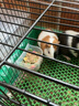 跑來跑去荷蘭豬豚鼠糧天竺鼠糧主糧主食飼料荷蘭鼠糧食寵物營養(yǎng)糧用品U 罐裝豚鼠糧1200ml 曬單實(shí)拍圖