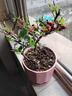 火棘盆景老樁四季觀(guān)花觀(guān)果植物陽(yáng)臺客廳庭院開(kāi)花結果造型小盆景 160#原盆火棘5年老樁 帶盆栽好 曬單實(shí)拍圖