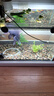 森森（SUNSUN）魚缸燈led燈照明燈變色LED水族箱造景燈龍魚燈潛水燈 【7W光之白】35cm長(zhǎng) 適合45-60缸 曬單實(shí)拍圖