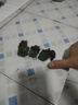 蘭桑酒山地蜜粉耶雞蛋玫瑰多肉植物盆栽室內(nèi)陽臺桌面花卉 水蜜桃玫瑰3cm夏季變色【3顆】 曬單實拍圖
