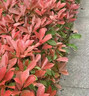 懶人熊紅葉石楠樹苗四季常青庭院別墅綠化苗木盆栽紅羅賓籬笆苗景觀 一件50棵【60-70厘米高】 曬單實拍圖
