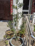 羅漢松樹(shù)苗小葉羅漢松雀舌米葉羅漢松盆景苗造型樹(shù)綠化苗木 羅漢松2cm粗1顆 曬單實(shí)拍圖