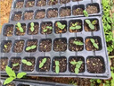 旺園興綠寶石甜瓜種子薄皮超甜香瓜種子春季四季脆瓜早熟高產(chǎn)香瓜籽 新種1包約100 粒 + 贈品 曬單實(shí)拍圖