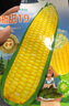 長(cháng)耕超甜水果玉米種子特大易種甜玉米種孑四季甜糯玉米種籽大全新品種 黑甜糯168/100克【甜+糯】 曬單實(shí)拍圖