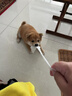 祥記萌奇純種日本柴犬幼犬寵物狗狗活體公母豆柴犬雙血統(tǒng)小型犬幼犬秋田犬 寵物級(jí) 曬單實(shí)拍圖