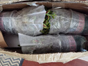 金魚吊蘭盆栽帶花苞大盆金魚花四季室內(nèi)客廳常青綠植物好養(yǎng)活花卉 精品金魚吊蘭大苗【蓮花瓷盆】 曬單實拍圖