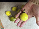 張小壯廣西欽蜜9號(hào)黃金百香果九號(hào)新鮮生鮮白香果水果 純甜百香果 嚴(yán)選2.8-3斤（1斤約10-13個(gè)） 曬單實(shí)拍圖