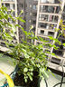 虹越（HONGYUE）花園月季大苗盆栽苗 庭院陽臺藤本灌木月季花卉植物KS-YMS 【灌木月季】龐巴度玫瑰（6升大苗帶盆） 曬單實拍圖