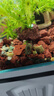 火山石定植環(huán)水草底沙魚(yú)缸造景裝飾新手懶人綠植打孔固定植物底座 打孔火山石10個(gè)【送固定棉】 曬單實(shí)拍圖