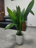 錦楓一葉蘭盆栽植物室內 客廳大葉觀(guān)葉綠植四季常青網(wǎng)紅懶人植物花卉 一葉蘭80-90厘米30株+鉆石樹(shù)脂盆 曬單實(shí)拍圖