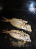 鮮又來帶魚段浙江舟山小眼帶魚新鮮海捕刀魚5斤特大帶魚段中段 5斤精品特大段 中段 曬單實(shí)拍圖