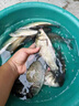 魚竿油護(hù)竿油護(hù)桿油擦桿油魚竿保養(yǎng)蠟釣魚桿專用保護(hù)油套裝小配件 護(hù)竿油 曬單實拍圖