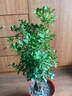 京佳樂(lè )黃荊樁老樁黃荊盆景熟樁樹(shù)樁根雕舍利黃荊室內綠植辦公室盆栽庭 小號舍利老樁隨機 不含盆 曬單實(shí)拍圖