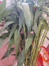 臨雅大型富貴竹水培植物客廳水養(yǎng)大號盆栽節(jié)節(jié)高粗桿室內(nèi)好養(yǎng)活綠植物 富貴竹1.2m【10支帶根】 曬單實拍圖
