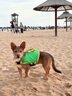 嬉皮狗（hipidog）狗狗救生衣寵物游泳衣服夏季柴犬泰迪中小型犬玩水泳衣中型大型犬 可愛蜜蜂 L（胸圍69-81，脖圍45-59） 曬單實拍圖