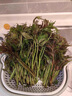 京滿(mǎn)隆新鮮頭茬紅香椿芽 當季農家野菜紅油香椿葉野生現采香椿蔬菜特產(chǎn) 精品頭茬香椿 250g 曬單實(shí)拍圖