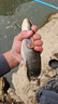 川澤盲捅脫鉤器取魚器釣魚起魚器取鉤器摘魚器多功能脫鉤漁具垂釣配件 臺釣脫鉤器（顏色隨機） 曬單實拍圖