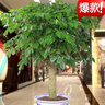 櫻霞幸福樹客廳大型盆栽平安樹辦公室綠廳大盆栽高級花卉植物大型 含盆 40-60厘米高 幸福樹盆栽 曬單實(shí)拍圖