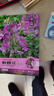 【虧本沖量】醉蝶花種子混色高桿花?；ǚN籽四季易活庭院蜜源植物 醉蝶花種子/包約200粒 1包 曬單實(shí)拍圖