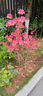 墨耘蒼雙季庭院映山紅樹苗老樁當(dāng)年開花野生毛杜鵑南北方種植物耐寒盆栽 【映山紅】7年苗 其它 曬單實(shí)拍圖
