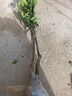 CHUANGSHIJI碰柑苗 嫁接碰柑苗 柑橘樹(shù)苗 嫁接柑桔苗 蘆柑桔子樹(shù)苗 蘆柑苗 4年苗當年開(kāi)花試果 81cm(含)-110cm(含) 曬單實(shí)拍圖