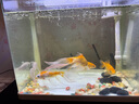 森森（SUNSUN）魚缸HR原廠標配水泵led燈HE水泵配件 HR-380標配的水泵一套 曬單實拍圖