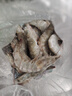 GUO LIAN國聯(lián) 國產(chǎn)鹽凍大蝦 無(wú)冰凈重3斤 特大號45-60只 白對蝦中秋海鮮 曬單實(shí)拍圖