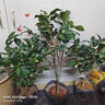 盆栽茶花苗 四季香妃茶花盆栽帶花苞濃香型庭院室內好養五色赤丹樹(shù)苗花卉植物 南海紅茶花 2年苗 曬單實(shí)拍圖