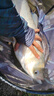 富源百川317綜合魚竿手竿28調(diào)魚桿超輕超硬鯽魚桿鯉魚竿臺(tái)釣釣魚手桿 7.2m 317二代綜合竿+纏把帶+竿稍 曬單實(shí)拍圖