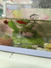 納學(xué)魚缸樹脂苔蘚絨毛橋魚玩洞穴裝飾魚缸水族館裝飾烏龜缸造景假山石 默認(rèn) 曬單實拍圖