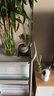 花翁老樁植物室內(nèi)盆栽花卉 小葉赤楠盆景+綠冰裂釉陶盆+底座源頭直發(fā) 曬單實拍圖