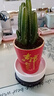格調(diào)生活萬重山仙人掌盆栽花卉綠植室內(nèi)陽臺(tái)辦公易養(yǎng)活耐旱吸水盆多肉植物 萬重山【紅色如意陶瓷盆】 曬單實(shí)拍圖
