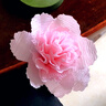 加厚皺紋紙diy花藝手工材料紙褶皺紙學(xué)生手工玫瑰花折紙幼兒園手工課花朵卷邊紙 加厚款淺粉色1卷 曬單實拍圖