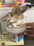 蘑菇種植桶裝盆栽食用菌包平袋DIY娃娃小菇趣味園藝多肉植物 姬菇【熊貓桶裝】 1桶裝 曬單實(shí)拍圖