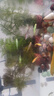 蝶翼斑馬魚長尾長鰭觀賞魚冷水小型淡水金魚活體好養(yǎng)淡水觀賞魚 大號(hào)蝶翼隨機(jī)3.5-4厘米10+2備損 曬單實(shí)拍圖