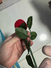 貞嘻玫瑰花戒指盒求婚訂婚告白戒指盒子驚喜婚禮首飾盒飾品收納盒禮盒 玫瑰花戒指盒一個(gè)【空盒】 曬單實(shí)拍圖