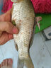 老G黃顙窩王黃顙殺手開(kāi)口粉魚(yú)餌料打窩料野釣黃刺魚(yú)黃骨蚯蚓套餐 黃顙殺手（200g/包） 曬單實(shí)拍圖