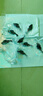 跳跳魚(yú)路亞餌包鉛魚(yú)防掛底假餌T尾軟餌鱖魚(yú)黑魚(yú)鯰魚(yú)鱸魚(yú) 5#色3支裝（彈涂跳跳魚(yú)） 14g/7.5cm高品質(zhì)鉤（A款） 曬單實(shí)拍圖