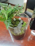 八芽趣味鮮活苔蘚微型景觀創(chuàng)意室內(nèi)桌面生態(tài)綠植盆栽盆景懶人好養(yǎng)植物 山野人家B款-禮盒定制款 帶玻璃杯 曬單實拍圖